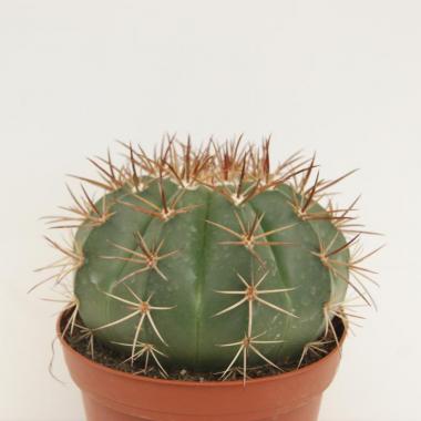 Melocactus matanzanus